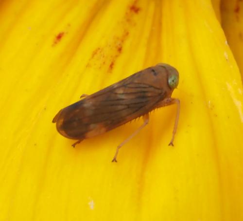 Jikradia olitoria